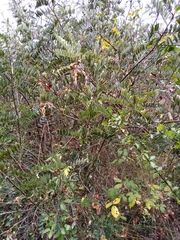 Sophora macrocarpa