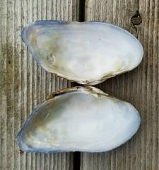 Alasmidonta marginata