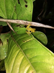Dendropsophus brevifrons