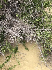 Scutia spicata pauciflora