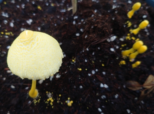 Leucocoprinus birnbaumii
