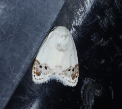 Neoduma kuangtungensis