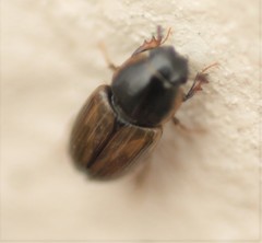 Melinopterus