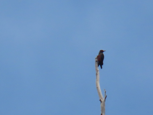 iNaturalist observation 2025-08-16