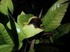 Dendropsophus brevifrons