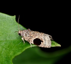 Ophiorrhabda mormopa