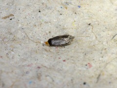 Nepticuloidea