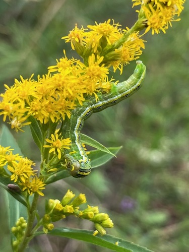 Cucullia asteroides photographed on goldenrod