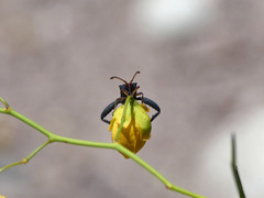 Dersagrena subfoveolata