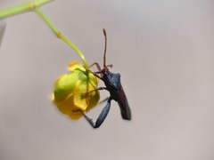 Dersagrena subfoveolata