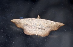 Ozola minor