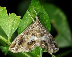 Paracymoriza vagalis