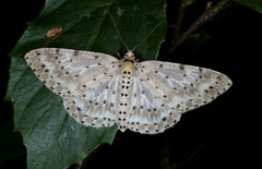 Percnia fumidaria