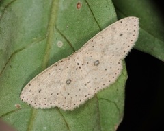 Perixera decretarioides