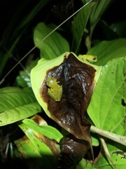 Dendropsophus brevifrons