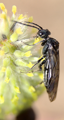 Dolerus nitens