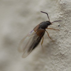 Oxypoda acuminata