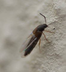 Oxypoda acuminata