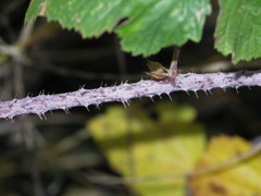 Rubus corylifolius