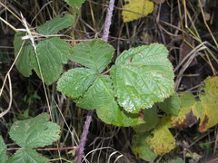Rubus corylifolius