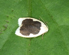 Pseudoblabes oophora