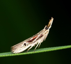 Pseudodavara haemaphoralis