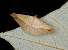 Pseudonadagara semicolor