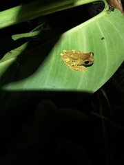 Dendropsophus sarayacuensis