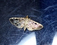 Rhimphaliodes macrostigma