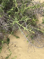 Scutia spicata pauciflora