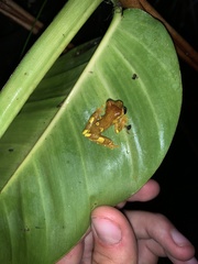 Dendropsophus sarayacuensis