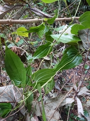 Stemona tuberosa
