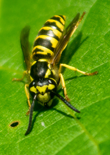 Eastern Yellowjacket photo 3
