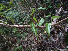 Stemona tuberosa