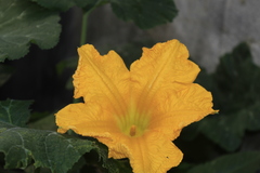 Cucurbita moschata