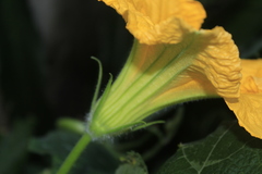 Cucurbita moschata