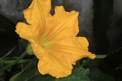 Cucurbita moschata