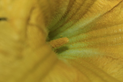 Cucurbita moschata