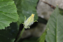 Cucurbita moschata