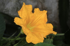 Cucurbita moschata