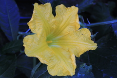 Cucurbita moschata