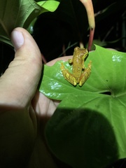 Dendropsophus sarayacuensis