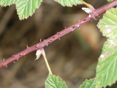 Rubus hadracanthos