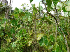 Montrichardia linifera