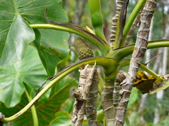Montrichardia linifera