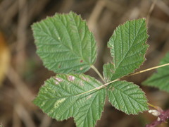 Rubus hadracanthos