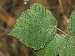 Rubus hadracanthos