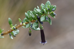 Dunalia brachyacantha