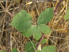 Rubus hadracanthos