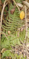 Blechnum hastatum